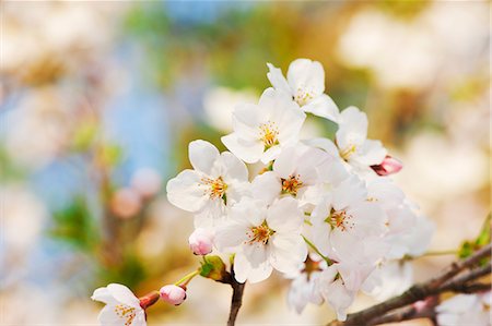 simsearch:622-06487426,k - Cherry blossoms Stock Photo - Premium Royalty-Free, Code: 622-06487573