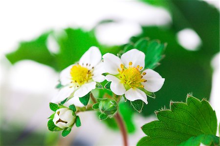 simsearch:622-06370060,k - Strawberry flowers Stockbilder - Premium RF Lizenzfrei, Bildnummer: 622-06487585