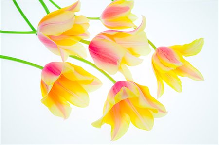 Tulip flowers Photographie de stock - Premium Libres de Droits, Code: 622-06487599