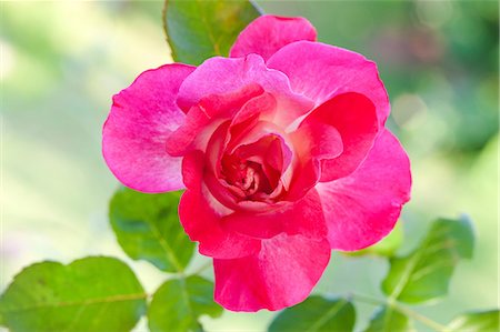 Dark pink rose Stock Photo - Premium Royalty-Free, Code: 622-06487607