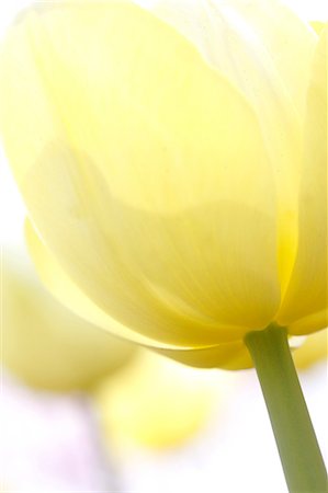 simsearch:622-06486699,k - Tulip Stock Photo - Premium Royalty-Free, Code: 622-06487618