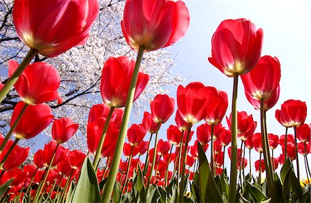 simsearch:622-06809129,k - Tulip flowers Stock Photo - Premium Royalty-Free, Code: 622-06487610