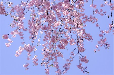 simsearch:622-06487426,k - Cherry blossoms Stock Photo - Premium Royalty-Free, Code: 622-06487611