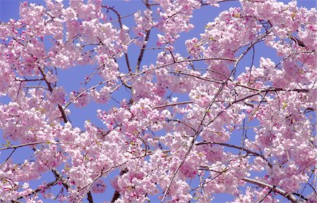 simsearch:622-06487426,k - Cherry blossoms Stock Photo - Premium Royalty-Free, Code: 622-06487612