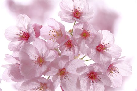 Cherry blossoms Foto de stock - Sin royalties Premium, Código: 622-06487629