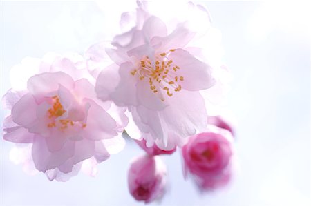 sakura flower white background - Cherry blossoms Stock Photo - Premium Royalty-Free, Code: 622-06487621