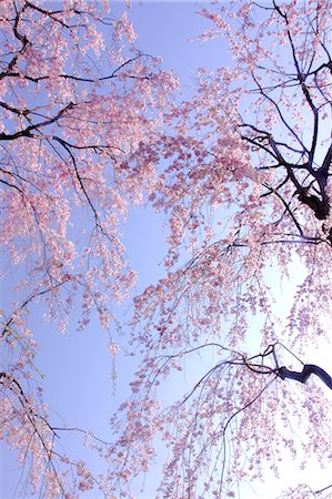 simsearch:622-06487426,k - Cherry blossoms and blue sky Stock Photo - Premium Royalty-Free, Code: 622-06487639