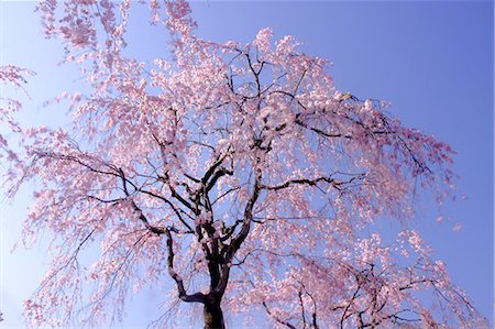 simsearch:622-06487426,k - Cherry blossoms and blue sky Stock Photo - Premium Royalty-Free, Code: 622-06487631