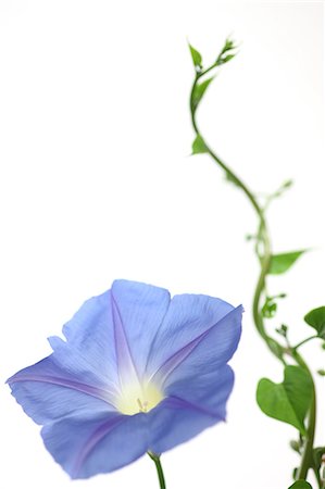 purple flowers on white background - Morning glory Stock Photo - Premium Royalty-Free, Code: 622-06487644