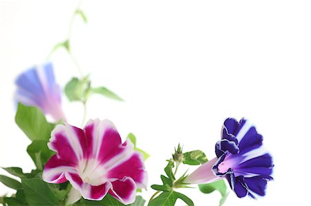 Morning glory flowers Stock Photo - Premium Royalty-Free, Code: 622-06487653