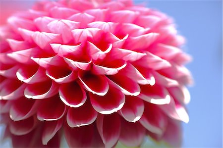 simsearch:622-06486699,k - Dahlia Stock Photo - Premium Royalty-Free, Code: 622-06487665