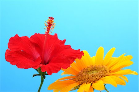 Hibiscus and sunflower Stock Photo - Premium Royalty-Free, Code: 622-06487681