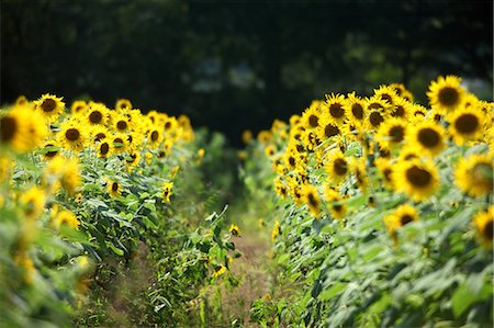 simsearch:622-06487782,k - Sunflowers Stockbilder - Premium RF Lizenzfrei, Bildnummer: 622-06487697