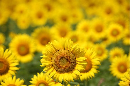 sun flowers sky - Sunflowers Stock Photo - Premium Royalty-Free, Code: 622-06487698