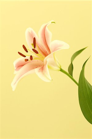 simsearch:622-06486699,k - Lily flower Stock Photo - Premium Royalty-Free, Code: 622-06487702