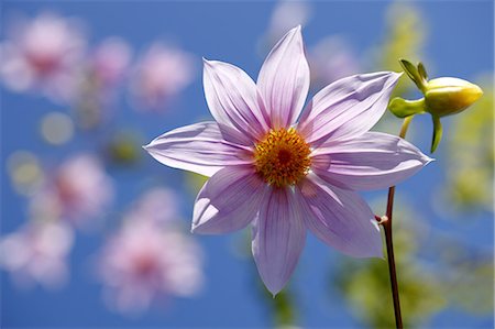 simsearch:622-06486699,k - Dahlia flower Stock Photo - Premium Royalty-Free, Code: 622-06487725