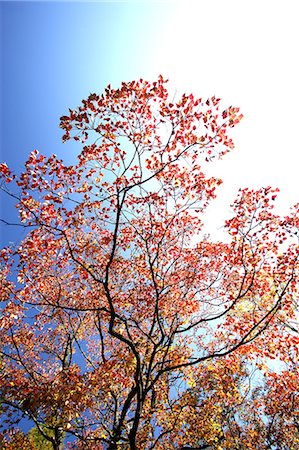 simsearch:622-06487750,k - Autumn leaves and blue sky Stockbilder - Premium RF Lizenzfrei, Bildnummer: 622-06487736