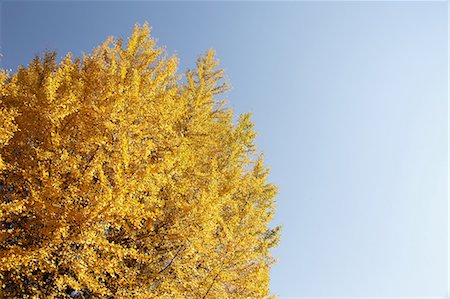 simsearch:622-06487750,k - Autumn leaves and blue sky Stockbilder - Premium RF Lizenzfrei, Bildnummer: 622-06487752