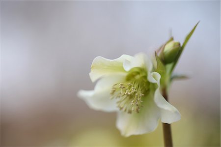 Christmas rose Foto de stock - Sin royalties Premium, Código: 622-06487764