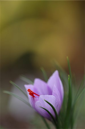 saffron - Saffron flower Stock Photo - Premium Royalty-Free, Code: 622-06487766
