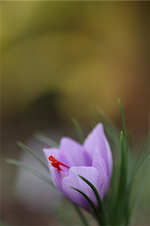 Saffron flower Stock Photo - Premium Royalty-Free, Code: 622-06487766