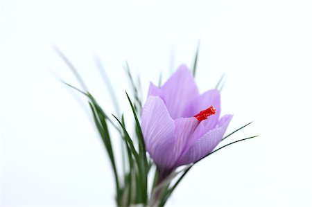 purple flowers on white background - Saffron flower Stock Photo - Premium Royalty-Free, Code: 622-06487767