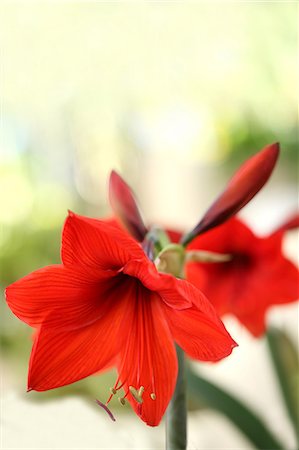 Amaryllis flower Foto de stock - Royalty Free Premium, Número: 622-06487763