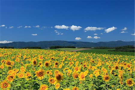 simsearch:622-07108734,k - Sunflower field, Hokkaido Photographie de stock - Premium Libres de Droits, Code: 622-06487785