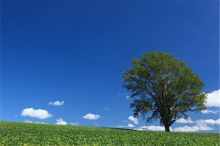 pan tree - The tree of Philosophy, Hokkaido Stock Photo - Premium Royalty-Free, Code: 622-06487787