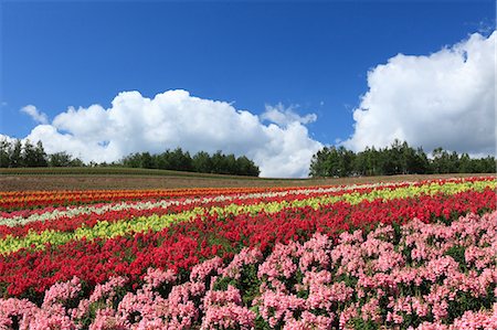 simsearch:622-06487782,k - Flower field and blue sky with clouds, Hokkaido Stockbilder - Premium RF Lizenzfrei, Bildnummer: 622-06487781