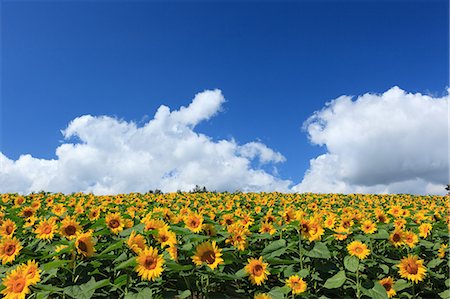 simsearch:622-06487782,k - Sunflower field, Hokkaido Stockbilder - Premium RF Lizenzfrei, Bildnummer: 622-06487782