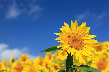 sun flowers sky - Sunflower Stock Photo - Premium Royalty-Free, Code: 622-06487794