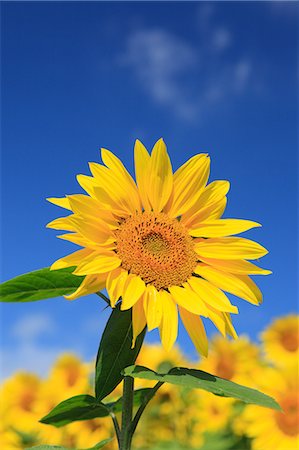 sun flowers sky - Sunflower Stock Photo - Premium Royalty-Free, Code: 622-06487795