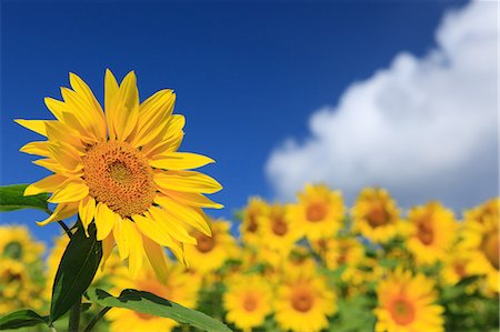 simsearch:622-06487782,k - Sunflower field, Hokkaido Stockbilder - Premium RF Lizenzfrei, Bildnummer: 622-06487796