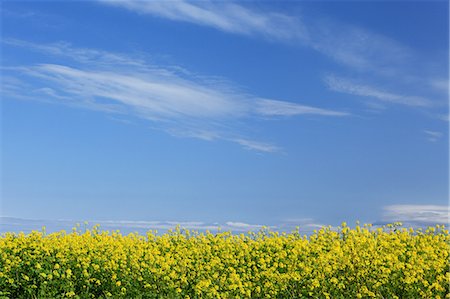 simsearch:622-06487540,k - Field mustard flowers and blue sky with clouds, Hokkaido Fotografie stock - Premium Royalty-Free, Codice: 622-06487799