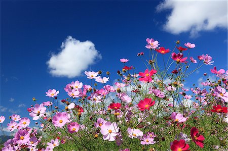 Cosmos flowers and blue sky Stockbilder - Premium RF Lizenzfrei, Bildnummer: 622-06487790