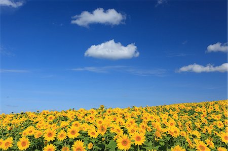 Sunflower field, Hokkaido Foto de stock - Sin royalties Premium, Código: 622-06487793