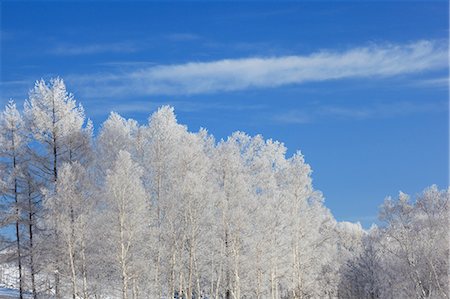 Rimed birch forest, Hokkaido Stockbilder - Premium RF Lizenzfrei, Bildnummer: 622-06487802