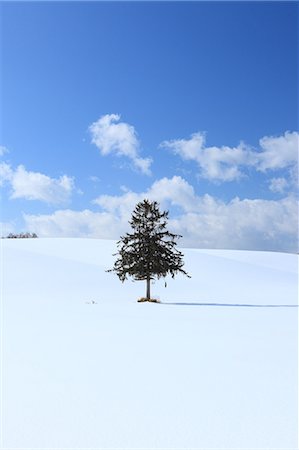 simsearch:622-06487809,k - Tree and snow in Furano, Hokkaido Stock Photo - Premium Royalty-Free, Code: 622-06487815