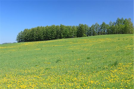 springtime in hokkaido - Grassland, Hokkaido Stock Photo - Premium Royalty-Free, Code: 622-06487817