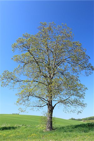 Tree and blue sky Foto de stock - Sin royalties Premium, Código: 622-06487825