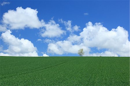 early - Grassland and blue sky with clouds, Hokkaido Stock Photo - Premium Royalty-Free, Code: 622-06487827
