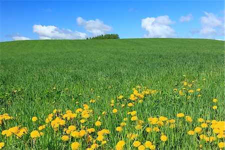 simsearch:622-07811152,k - Grassland and blue sky with clouds, Hokkaido Foto de stock - Royalty Free Premium, Número: 622-06487835