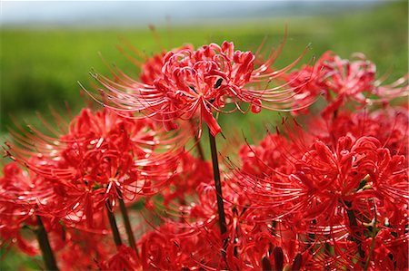 simsearch:622-06486699,k - Amaryllis flowers Stock Photo - Premium Royalty-Free, Code: 622-06487842