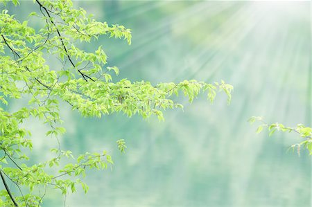 Sunlight and green leaves Stock Photo - Premium Royalty-Free, Code: 622-06548628