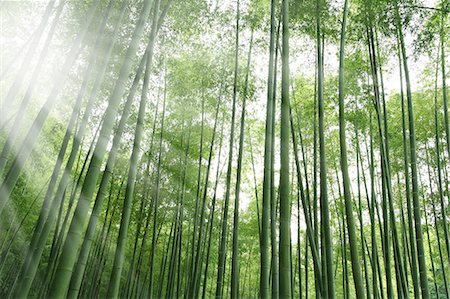 early spring - Bamboo forest and sunlight Photographie de stock - Premium Libres de Droits, Code: 622-06548629