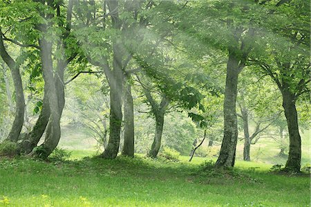 Sunlight and trees Photographie de stock - Premium Libres de Droits, Code: 622-06548634