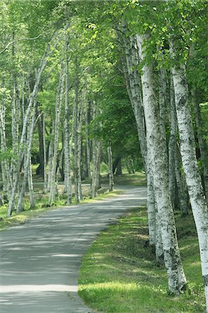 Road and birch trees Foto de stock - Royalty Free Premium, Número: 622-06548635