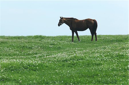 simsearch:622-07108755,k - Horse and grassland Foto de stock - Sin royalties Premium, Código: 622-06548642