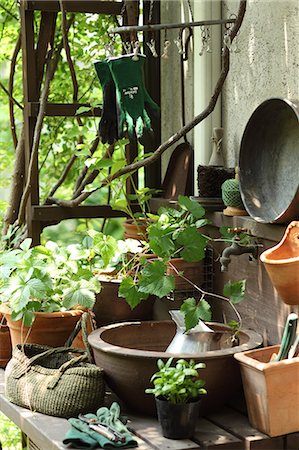 potted - Plants and gardening tools Foto de stock - Sin royalties Premium, Código: 622-06548688